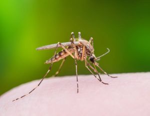 Un médicament rendrait notre sang mortel pour les moustiques ? / iStock.com - nechaev-kon