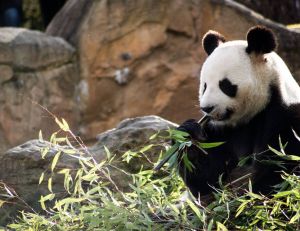 Un nouveau bébé panda pour le zoo de Beauval / iStock.com - Ocni Design