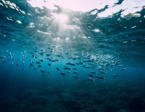 Une gigantesque colonie de bébés poissons découverte en Antarctique / iStock.com - Nuture