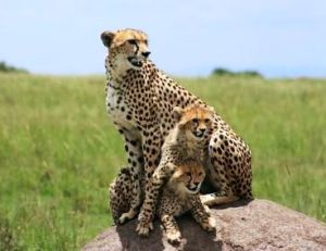 Mère avec ses petits dans le parc de Serengueti
