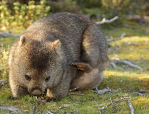 Le Wombat vit entre 5 et 15 ans, lorsqu'il est en liberté