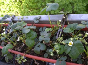 Légumes : cultiver des légumes ou des fruits sur son balcon | Pratique.fr