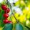 Arbres fruitiers pour petits jardins / iStock.com - Adyna