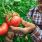 Au potager : les plus belles variétés de tomates anciennes à cultiver chez vous / iStock.com - valentinrussanov
