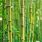 Certaines variétés de bambou sont plus faciles à entretenir que d'autres - iStockPhoto