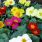Fleurs bisannuelles : Primula