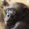 Les bonobos auraient une faculté à apprendre comparable à celle d'un enfant
