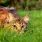 Monstre assoiffé de sang malgré lui, le chat est un chasseur hors pair dont les maîtres ignorent tout ou presque - Copyright wikimedia commons / Jennifer Barnard