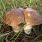 Attention, il est important de bien s'assurer de la nature du champignon, avant de le consommer - © Michel Venot / Wikimedia CC.