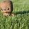 Mini Chewbacca dans l'herbe - copyright Alana / Flickr CC.