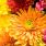 Chrysanthèmes : fleurs d'automne et d'hiver / iStock.com - Pears2295