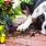 Comment empêcher mon chien de faire ses besoins sur les plantes de mon jardin ? / iStock.com - ChristopherBernard