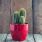 Comment intégrer les cactus dans son intérieur ? / iStock.com - Ekaterina Senyutina