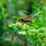 Comment lutter contre le frelon asiatique pour préserver la biodiversité ? / iStock.com - David Hansche