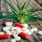 Conso : cannabis thérapeutique et produits dérivés désormais disponibles en France / iStock.com - Nastasic