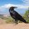 Cool News : des corbeaux dressés ramassent mégots et déchets ! / iStock.com - DavidOrr