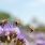 Cool news : l'UE bannit 3 pesticides tueurs d'abeilles / iStock.com - Proxyminder