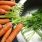 Cuisiner les fanes de carottes