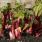 Comment cultiver de la rhubarbe ?