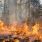 Feux de forêt : propositions pour gérer le risque croissant d'incendie / iStock.com - Gilitukha