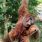 L’orang-outan est un funambule