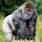 Gorille mâle adulte