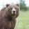 Un ours brun a été filmé en train de dévaler une colline en roulant sur lui-même...