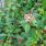 Laurier-tin (Viburnum tinus)