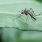 Des moustiques pour lutter contre la dengue/ iStock.com - PitiyaO