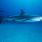 Les requins, une espèce en danger en Méditerranée/ iStock.com -Tammy616