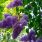 Lilas parfumant le jardin