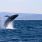 Journée internationale de la baleine : le point sur la protection des mammifères marins / iStock.com - Mevans