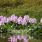La jacinthe d’eau va donner du cachet à votre jardin / Istock.com - Socha