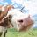 Limousin : découvrez le projet Cownect, pour des vaches connectées !