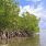 Journée internationale pour la conservation des mangroves