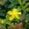 Millepertuis : magnifique arbuste couvre-sol