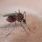 Il existe quelques astuces, pour savoir si une piqûre de moustique est grave ou non...
