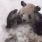 Tian Tian, le panda de Washington, apprécie visiblement la neige...