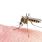 Où en sont les recherches pour contrer le virus Zika ?