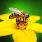 Pollinisateurs : vers une fin prochaine des abeilles ? /iStock.com - TommL