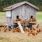Pour quelles raisons vos poules ne pondent plus d'œufs ? / iStock.com - Fertnig
