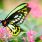 Pourquoi la disparition des papillons est un danger pour la planète ? / iStock.com - OGphoto