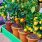 Quels arbres fruitiers mettre sur son balcon ? / iStock.com - jeanhoffmann
