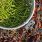 Salicorne : du savon au condiment, les mille vertus d'une plante maritime / pixabay.com - andyballard