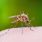 Un médicament rendrait notre sang mortel pour les moustiques ? / iStock.com - nechaev-kon