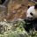Un nouveau bébé panda pour le zoo de Beauval / iStock.com - Ocni Design