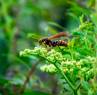 Comment lutter contre le frelon asiatique pour préserver la biodiversité ?