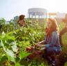 La sauvegarde des jardins collectifs et familiaux : un enjeu pour la biodiversité