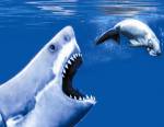 ca/carcharodon-2-0.jpg