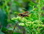 Comment lutter contre le frelon asiatique pour préserver la biodiversité ?